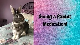 HOW TO GIVE  A RABBIT MEDICINE!