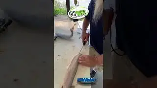 Boneless Walleye Fillet - Dakota Dave - Wild Dakota