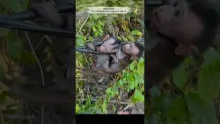 A Little Monkey&rsquo;s Instinct🥺 #monkey #animals #littlemonkey #cute #shortsviral #monyetkecil #hero