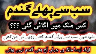 interesting Facts About wheat whole wheat bread Gandum ki Katai