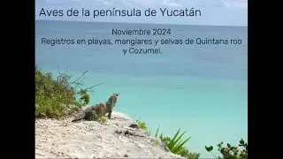 Birding Yucat&aacute;n. Pajareo el la ribera Maya.