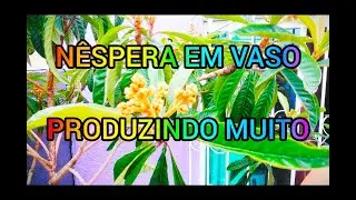 NÊSPERA EM VASO PRODUZINDO MUITO