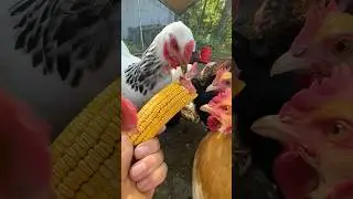 Chickens eating corn