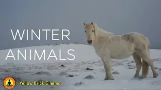 8 Hours of Animals In Winter Wonderland, Soothing Music for Relaxation, Sleep Meditation, Snowfall