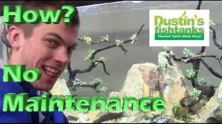 How and why it's a No Maintenance Tank - No Maintenance Aquarium