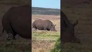 #r62adventuretours #safari #big5safari #guidedtour #africa #wildlife #nature #animals