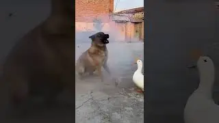 Duck Wakes Sleeping Dog with a Firework! 💥🦆🐶 (Funniest CCTV Footage Ever!) #Duck #Dog #FunnyAnimals