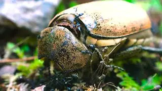 Small Ants Eat A Big Bug | Macro Animal World