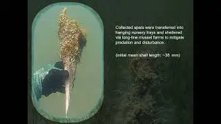 Conservation Aquaculture to Rescue the Endangered Fan Mussel - Pinna Nobilis