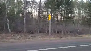 Elk near Clam Lake. Wi 04/23/24