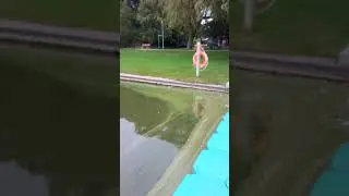 Die Enten kacken alles voll jawohl 🐽😅lol