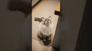 Kitty meowing to attract cats watch the magic happen #cats #meowing #pets