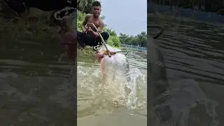 Unbelievable bamboo stick trap fishing system #fish #fishing #trap #reels #shorts