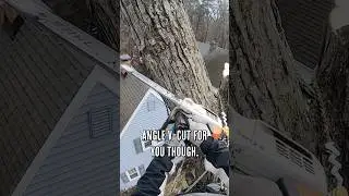 Using a crane to lift a 2,500lb tree limb! #treeremoval #cranework #arborist