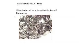 Tissue Identification Anatomy and Physiology