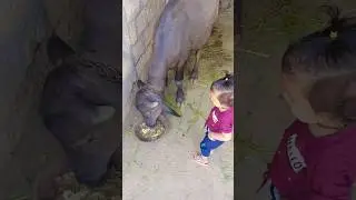 bawwww.. #treadingreels #cutebaby #shree #youtubeshorts #youtube #trendingshorts #trending #bafelo