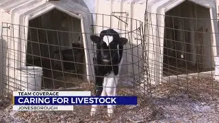 Sayland Dairy Farm prepares cattle for the cold weather