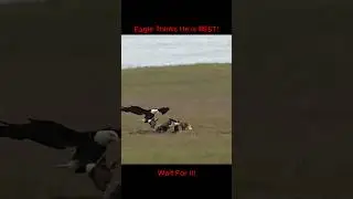 Eagle Hunting vs Cat Hunting!
