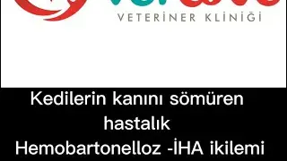 Kedilerin kanını sömüren kan paraziti hastalığı ve İmmun Hemolitik Anemi ikilisi