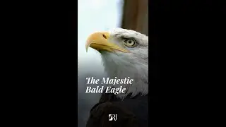 The Majestic Bald Eagle: America's National Bird