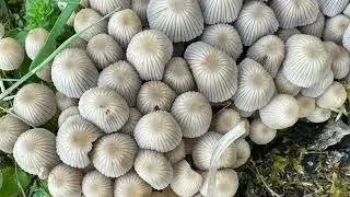 Coprinellus disseminatus,  April 24, 2025