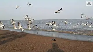 Koliyak Beach , Bhavnagar