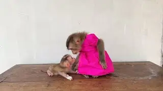 Frist Contact..!! Newborn Baby Monkey Pity Eyes Contact To Please With Linda