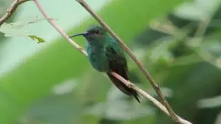 Aves de Venezuela - Ave de Barinas - Colibr&iacute; Grande Colinegro (Chalybura buffonii)
