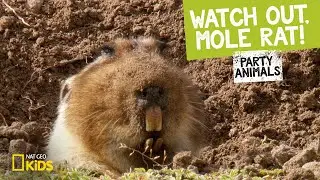 Watch Out, Mole Rat! feat. Parry Gripp (Music Video) | Party Animals