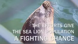 Save the Sea Lions SAIC and NMMF
