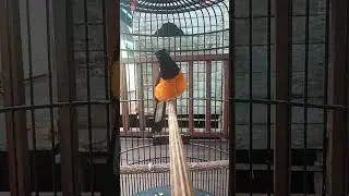 pancingan murai borneo ampuh buat burung macet bunyi.. (2)