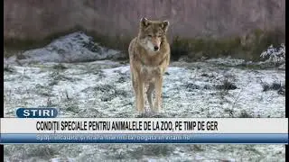 CONDIȚII SPECIALE PENTRU ANIMALELE DE LA ZOO, PE TIMP DE GER