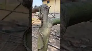 #snake #kingcobra #snakevideo #animals #kingsnake #cobra