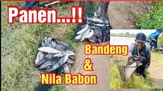 PANEN...!! Mancing Nila Babon & Mancing Bandeng di Spot Perdana @KawanGentak