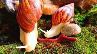 Millipede Legs & Snail Slime : Nature's Strangest Gathering #Millipede ​#Snail ​#NatureOddity
