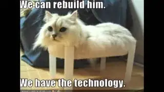 Funny Cat Images Captions
