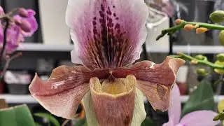 Orchid review at Luxury Plants in Moscow