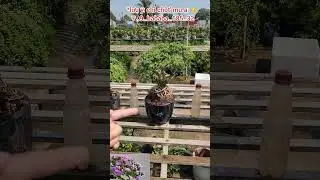 Bonsai Linh Sam comes with a pot and fertilizer...worth over 100k 😊0933368532🌲bonsailinhsamnuitra...