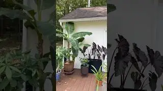 Tropical plants on the deck looking great #plants #garden