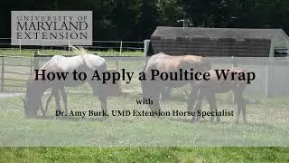 How to Apply a Poultice Wrap