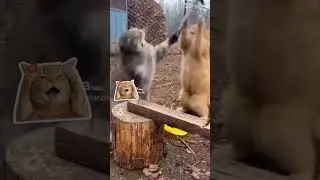 kucing bar bar
