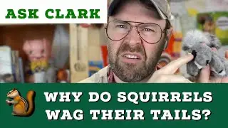 Why do squirrels wag their tails?