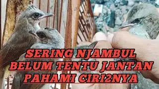Perbedaan anakan trucuk jantan&betina,di lihat dari kepala& paruh