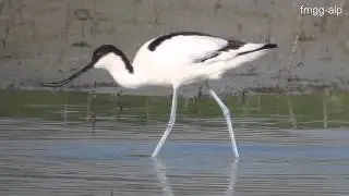 Avoceta en Fuente de Piedra