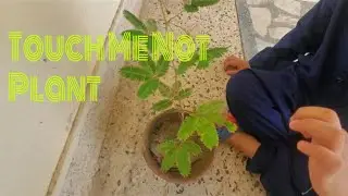 How to Grow and Care Touch Me Not Plant. (Chui Mui Plant) Sensitive Plant,,, Kids Edition