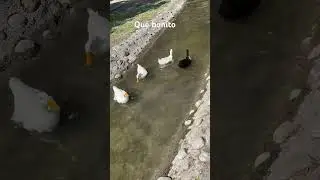 Que bonitos los patito 🤩🤩