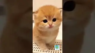 Pawsitively Adorable: Cute Cats in Bite-Sized Moments! #ytshorts