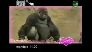 Trailers on Animal Planet (1999?): Croc alert, Prime Mates, and more