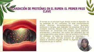 Metabolismo intermediario del rumiante - bioquímica 25-II zootecnia 