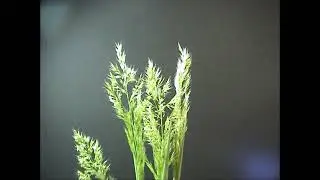 Trisetum paniceum 1